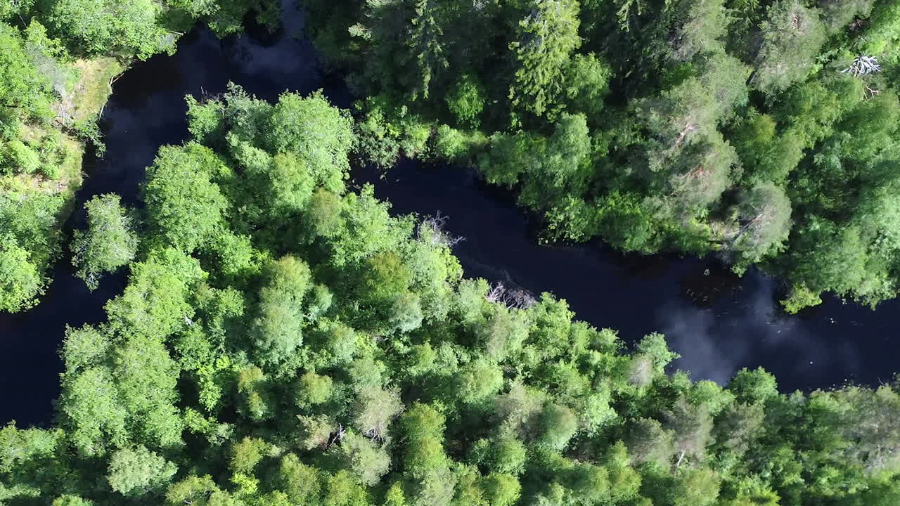 Aerial View of a Lush Green Forest with a Winding River