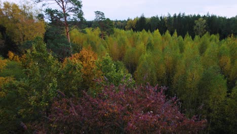 Aerial-view-of-autumn-forest-in-eastern-Europe