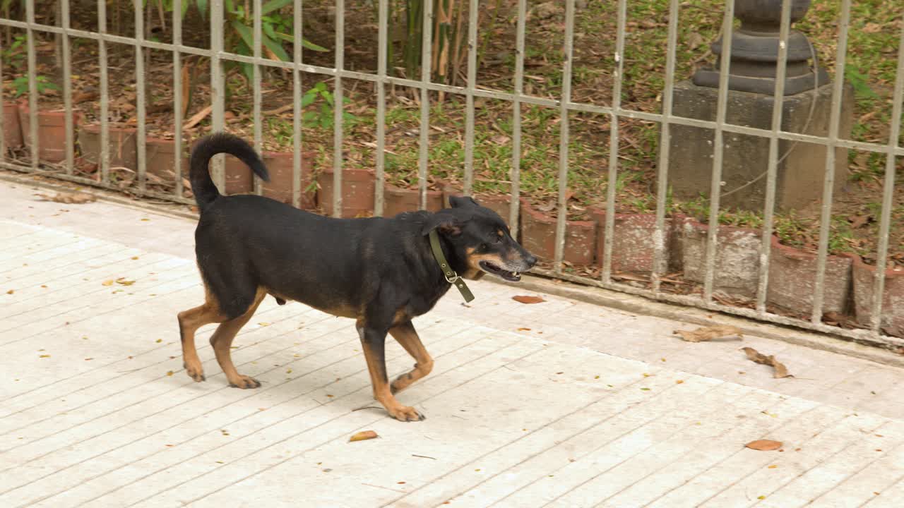 A mixed breed dog walks across a paved walkway beside a metal fence in Manila