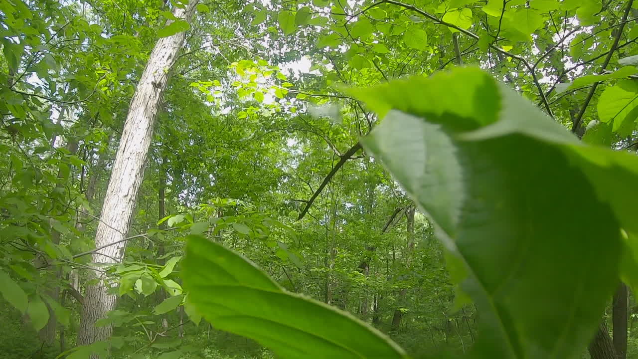 慢慢沿著一條硬木樹的小徑移動,同時仰望樹冠和天空