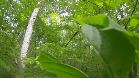 Slowly-moving-along-a-trail-among-hard-wood-trees-while-looking-up-to-the-tree-canopy-and-sky