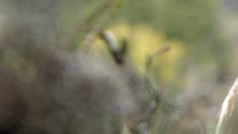 bosque y vegetación, primer plano