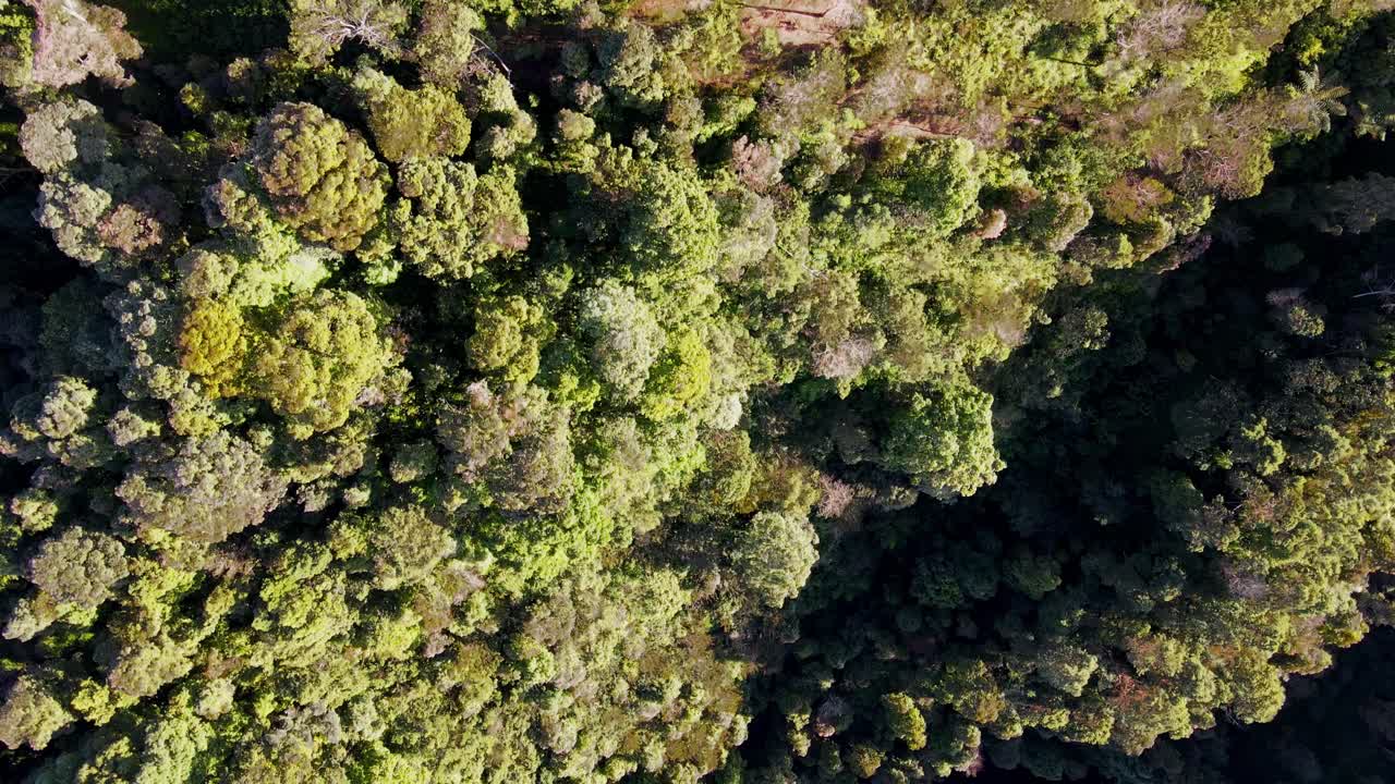 vista desde arriba del bosque tropical en la ladera del monte sumbing, indonesia
