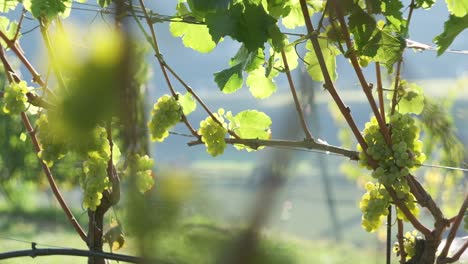 Close-up-Macro-Footage-of-Grapes