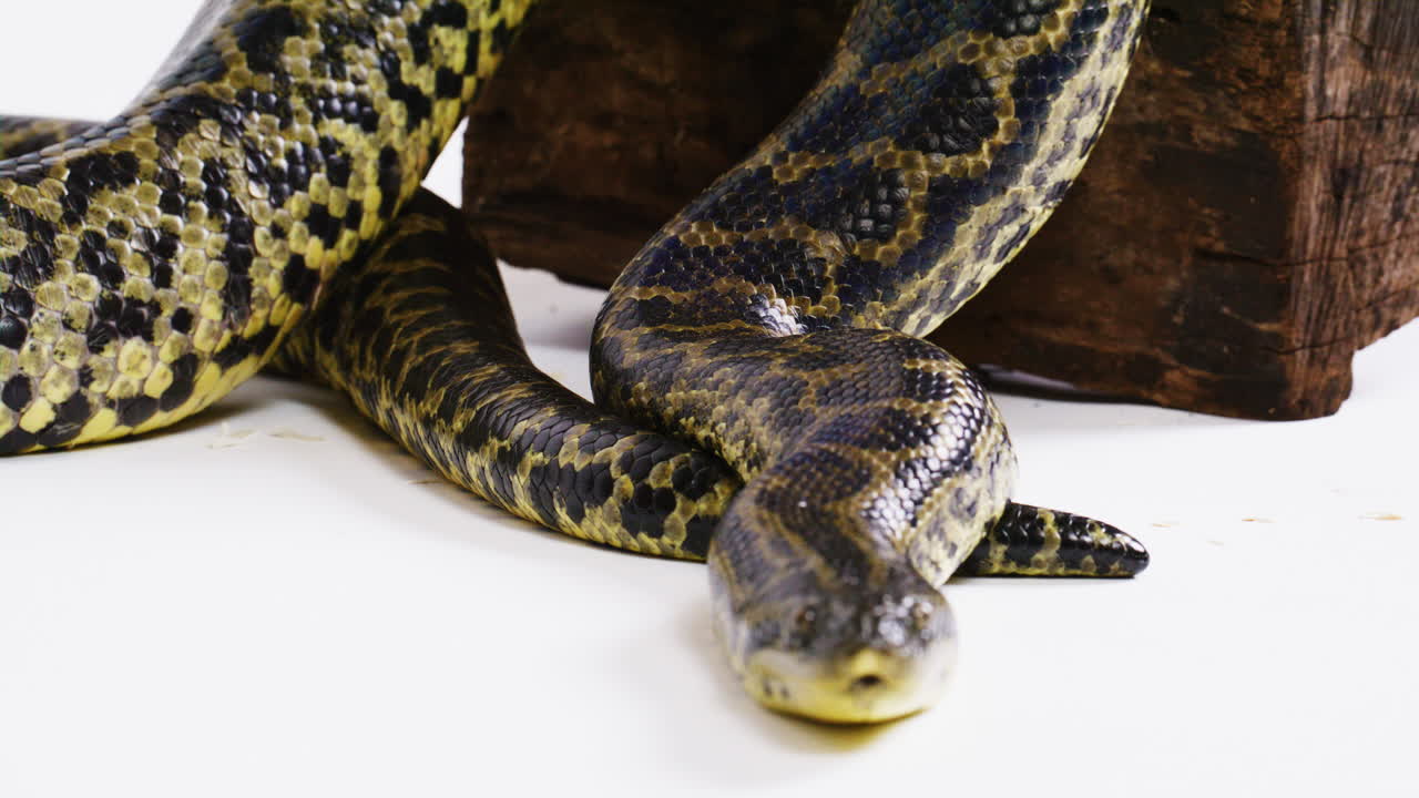 serpiente anaconda en fondo blanco amarillo en movimiento lento