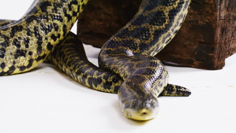 yellow anaconda snake on white background slow mo