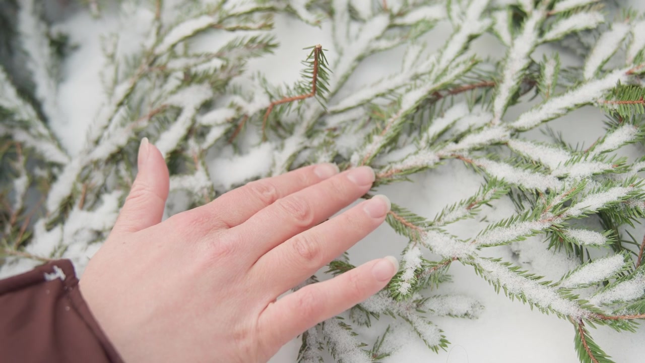 Voksen hånd glir over rimdekte eviggrønne grener på snø, fingertuppene berører nåler og dytter kvister for å avsløre delikat krystallinsk rim i mykt vinterlys, med hånd, eviggrønn, gren.