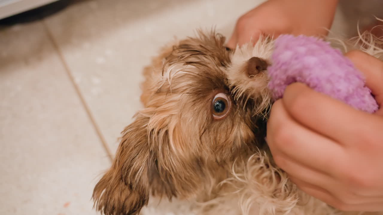 White Girl Soothing Puppy Nibbling Purple Towel On Tile Floor, Gentle Contact Between Hands And Little Brown Fluffy Muzzle, Curious Wide Eyes And Playful Nibble Create Tender, Trusting Moment