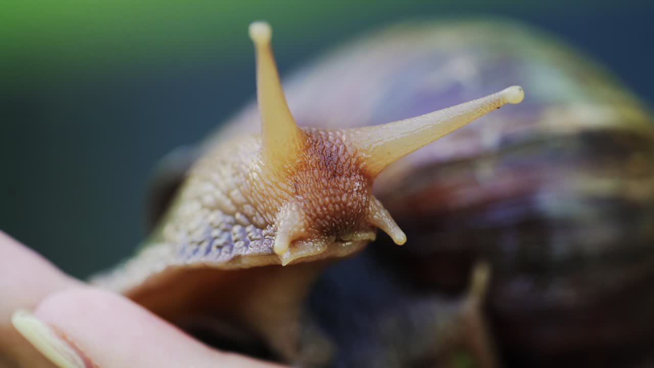 Close-up snail on the palm of a woman. Large African snails Achatina Fulica.