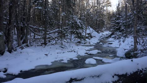 icy stream covered in snow as light breaks through white leafless forest with conifers