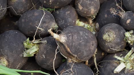 black radishes