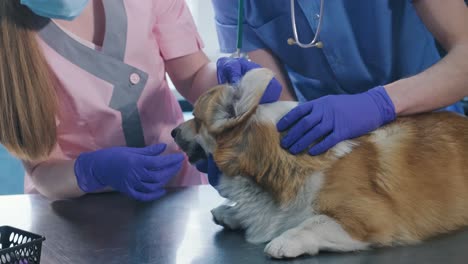 a team of veterinarians examines the ears of a sick corgi dog