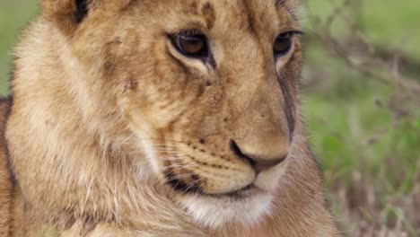 lion cub shaking off flies