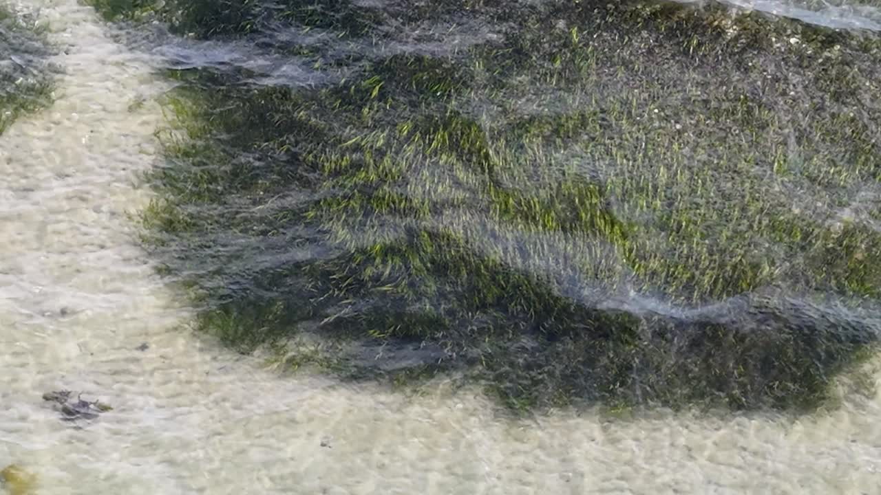Aerial drone view of underwater seagrass beds growing in clear, shallow waters off the coast of Aarhus, Denmark