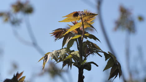 Young-tree-fresh-leaves-growing-south-of-France-sunny-day