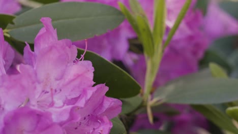 clip en cámara lenta de flores rosadas en flor
