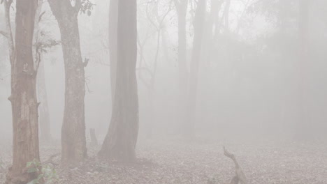 foggy, moody forest scene with leaves on ground