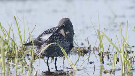 Closeup-of-spotted-redshank-feeding-in-shallow-puddle-during-spring-migration-in-wetlands