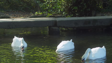 Cisnes-Blancos-Buscando-Comida-Bajo-El-Agua-Del-Estanque-En-El-Parque-Rural-Tehidy-En-Cornualles,-Inglaterra