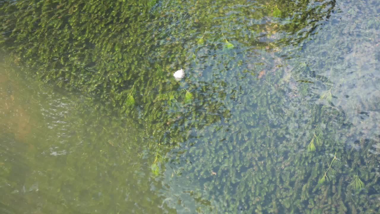 떠다니는 색 물체와 함께 모스 물 표면