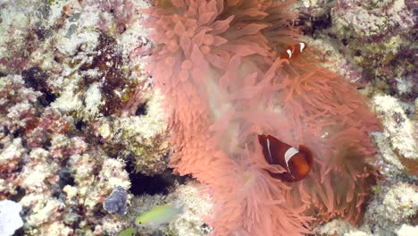 two little clownfish hiding in anemone tentacles