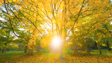 golden autumn sunlight through trees