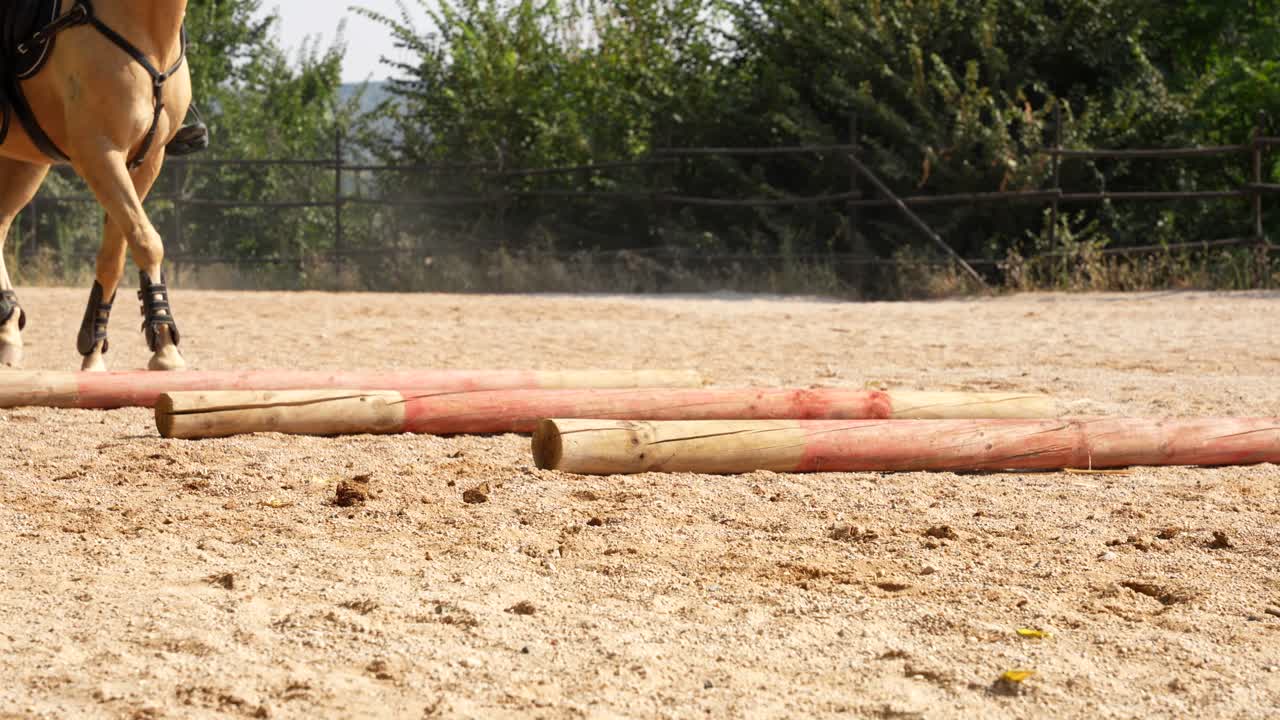 Low shot reveals two horses placing legs through three wooden bar gaps during exercise