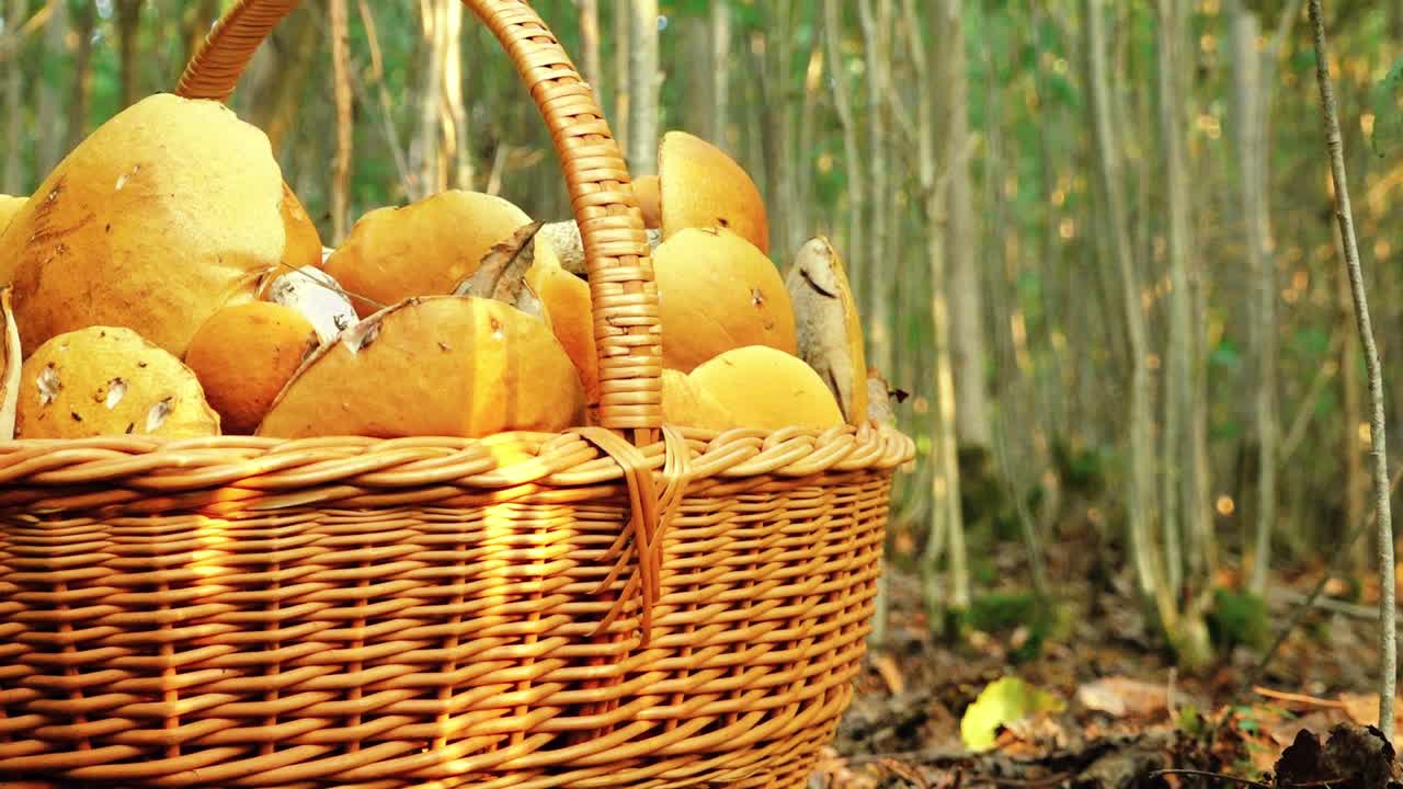 숲 속의 가을 버섯 숲 속의  ⁇ 빛