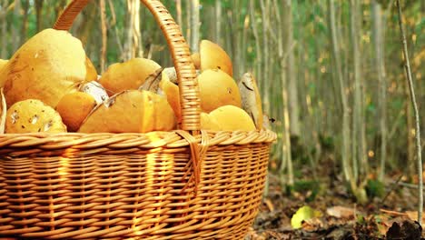 Herbstpilze-Im-Wald-Sonnenlicht-Im-Wald