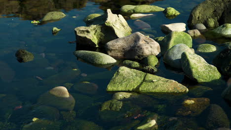 moss growing on volcanic rocks at the sea coast in jeju island, south korea