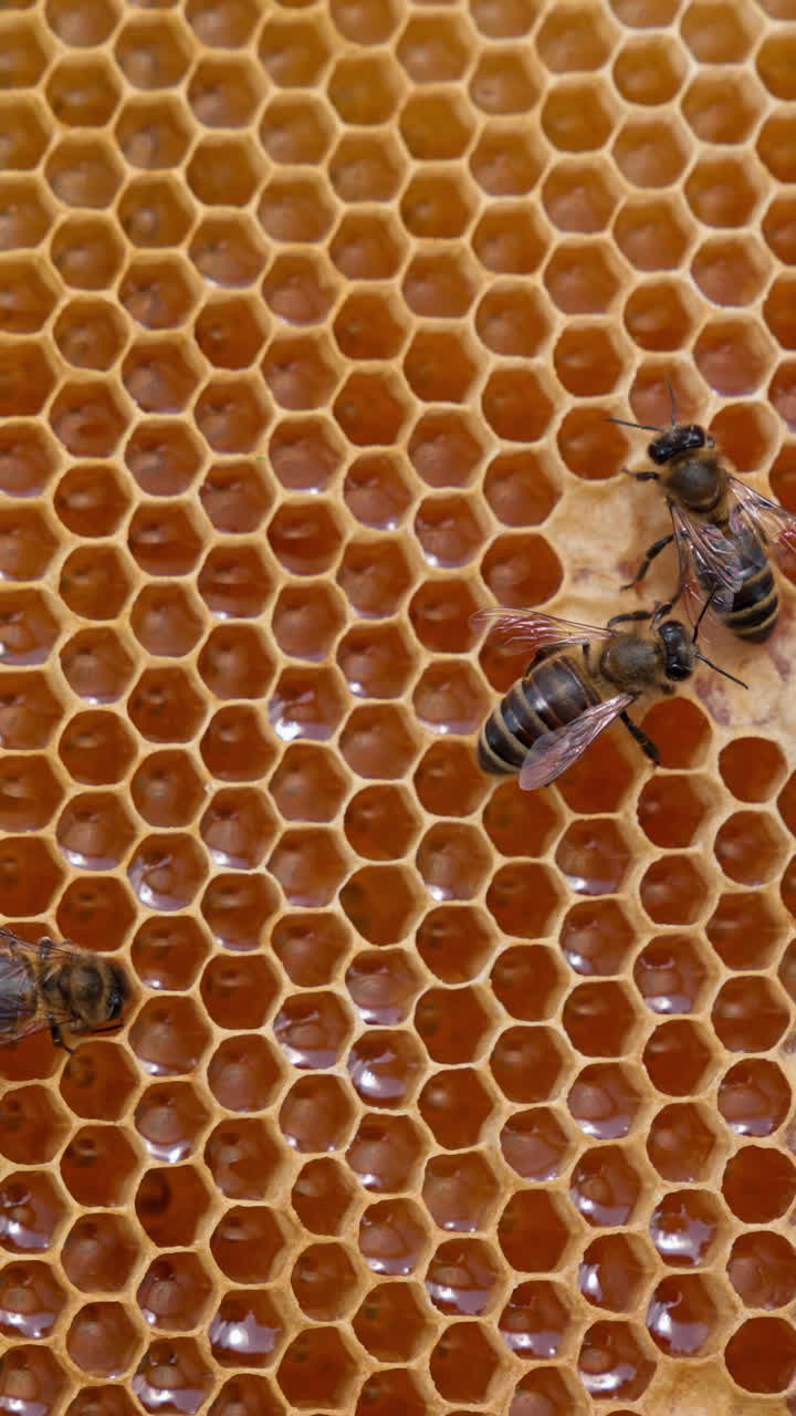 Slowly moving bees crawling by the honeycombs full of honey. Organic fresh healthy food ready for extraction. Close up. Vertical video