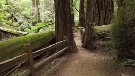 walking through muir woods national forest in san francisco, california