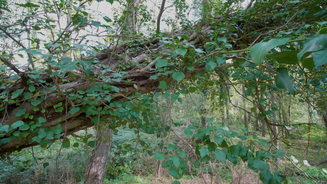 bosque de otoño, paseo cardán