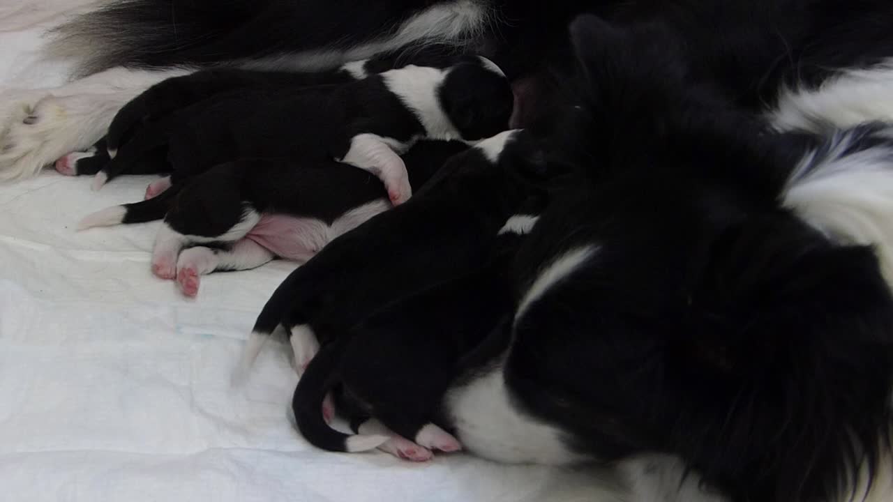 Border collie dog cleaning her puppy