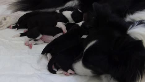 Perro-Border-Collie-Limpiando-A-Su-Cachorro