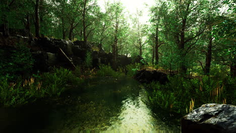 small pond in the forest with moss covered rocks