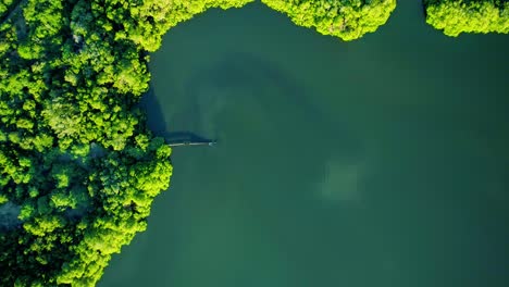 aerial top down shot of rusty leaking pipe running into lake surrounded by mangroves, dumping sewage