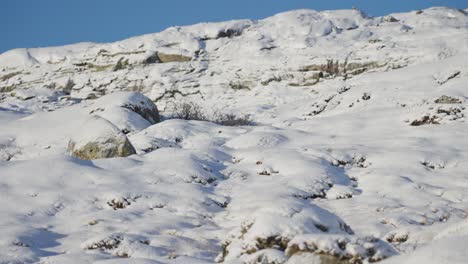 Snow-covered-tundra-landscape