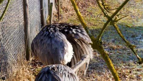 rhea cleaning his feathering