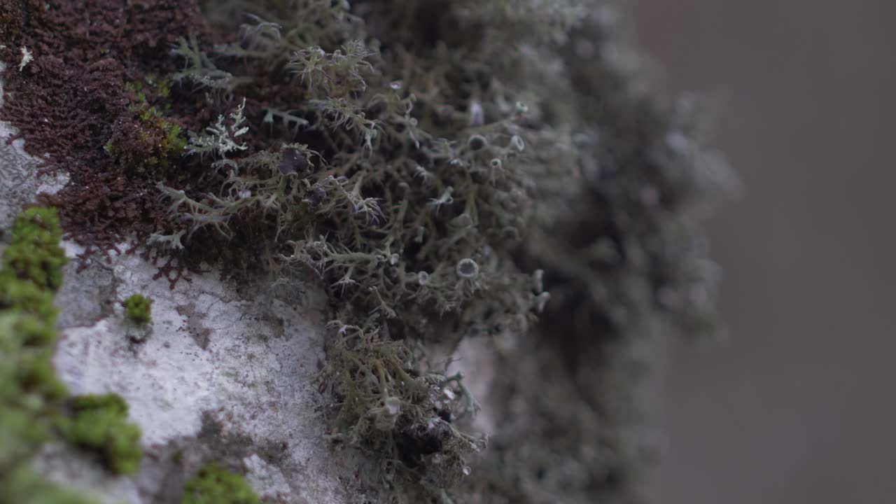 In the Doftana Valley in Romania we can find tree moss green or brown of different shapes and colors.