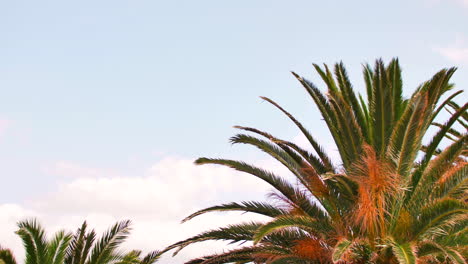 palmera contra el cielo azul y el sol en ciudad del cabo, sudáfrica