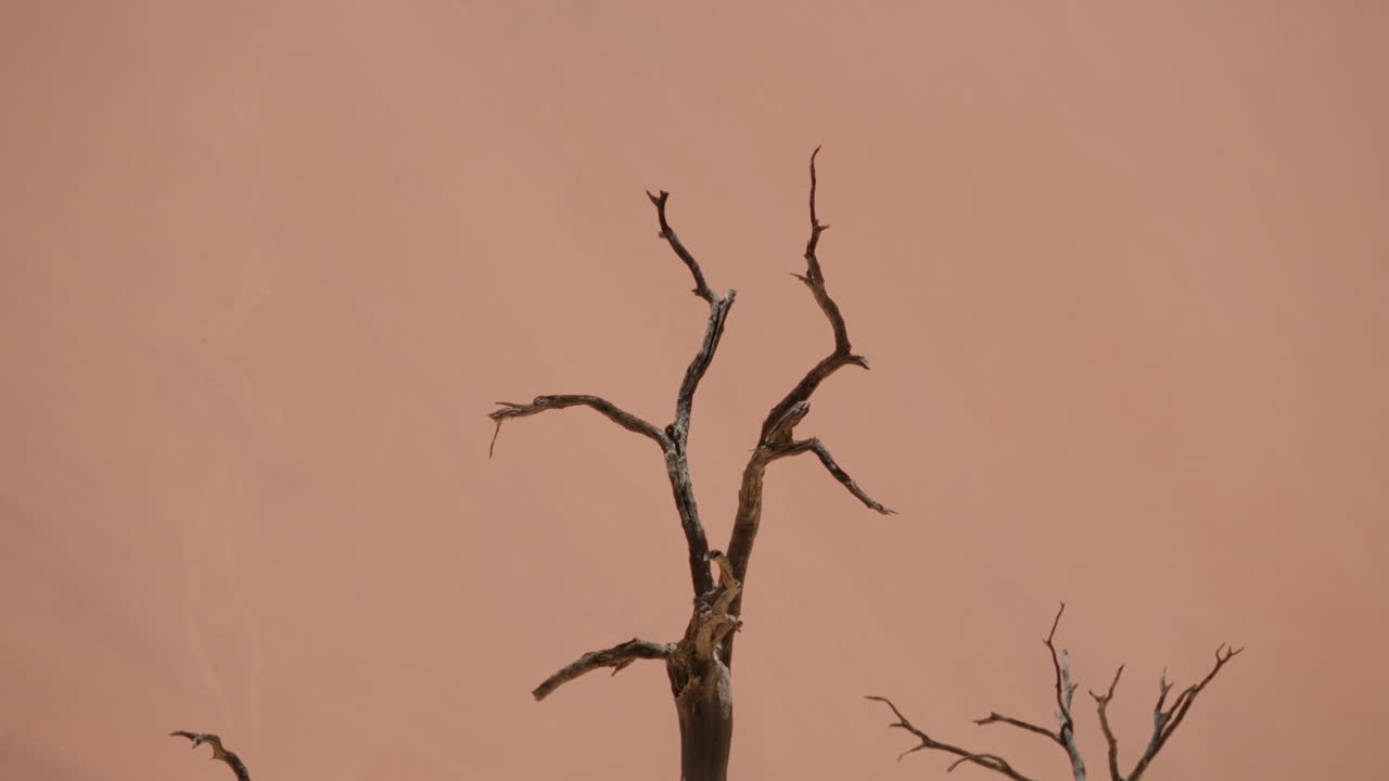 사막 풍경 에 있는 죽은 나무