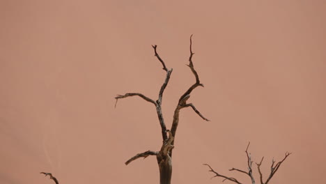 dead tree in a desert landscape