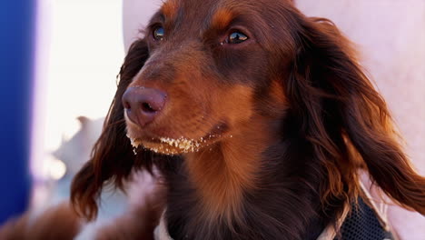 perro salchicha en la playa con arena en la nariz