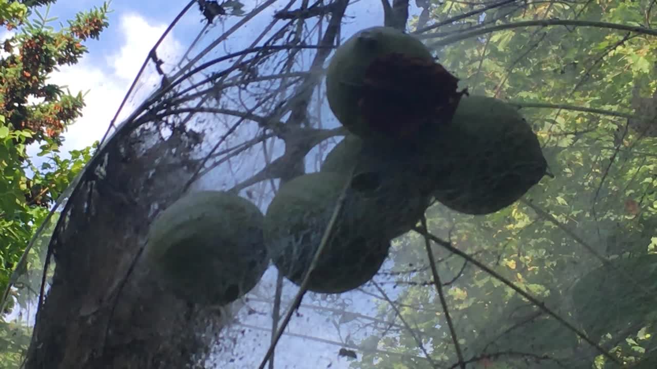 호두 나무에 동부 텐트 애벌레 둥지, 가까이, 낮은 각도