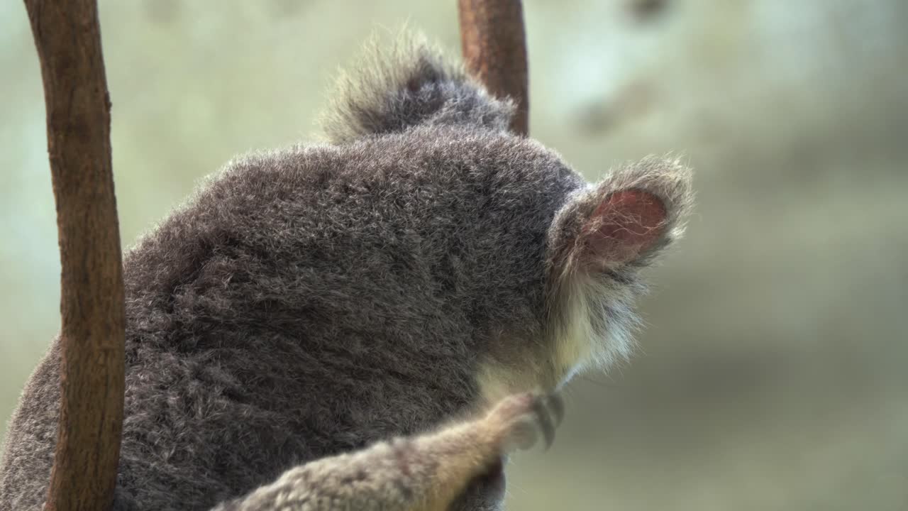 Sleepy cute koala, phascolarctos cinereus resting on the fork of a tree, turning around and scratch its fluffy grey fur with back foot in daytime, close up shot of Australian native animal species