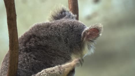 koala lindo y soñoliento, phascolarctos cinereus descansando en el tenedor de un árbol, dándose la vuelta y rascando su pelaje gris esponjoso con el pie trasero durante el día, tiro de cerca de especies animales nativas australianas