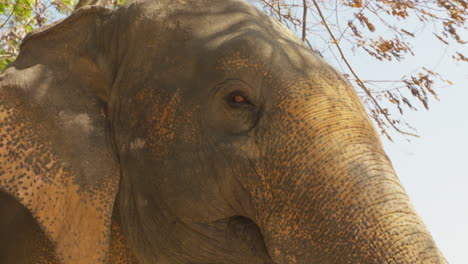 Magnífico-Primer-Plano-Retrato-De-Un-Hermoso-Elefante-Asiático