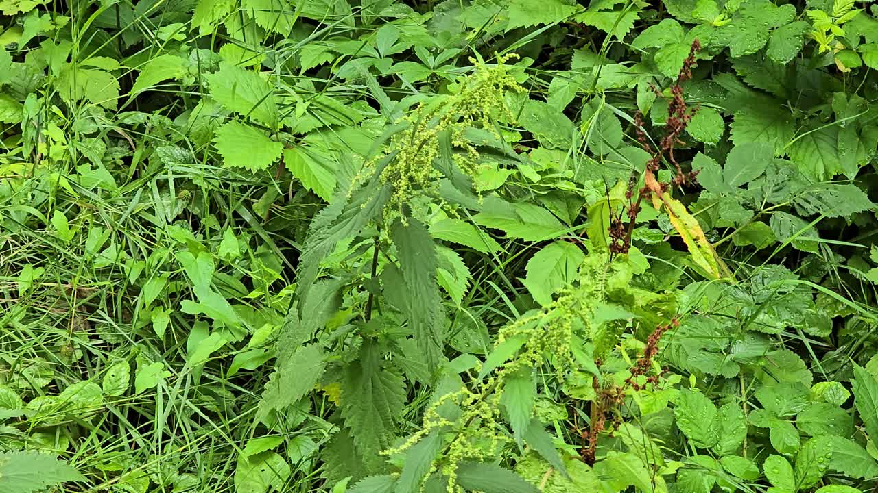 Pianta di ortica con foglie verdi e piccoli fiori che prospera in un ambiente naturale e selvaggio.
