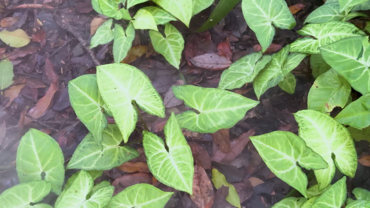 Smoke gently moves over Arrowhead plants in a shaded garden, soft natural daylight, static camera